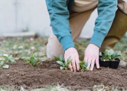 Gardening can help you maintain your health and fitness