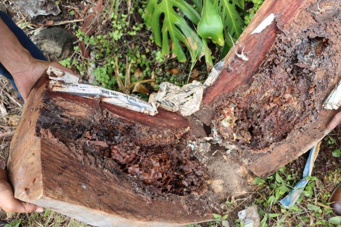 Image taken of the inside of a tree at the Cats Claw Creeper project