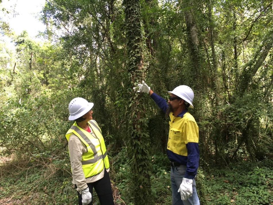 Russell showing Suzanne a vine that is growing on a tree
