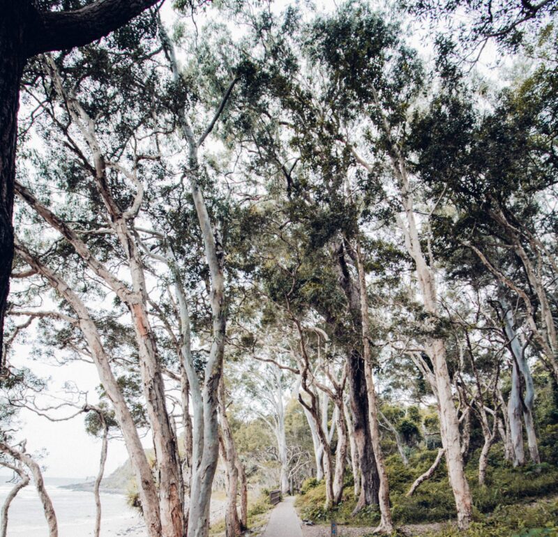 Picture of the bush.